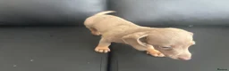 Miniature Dachshund dogs for sale: Miniature Dutch hound in Reading - Advert 10