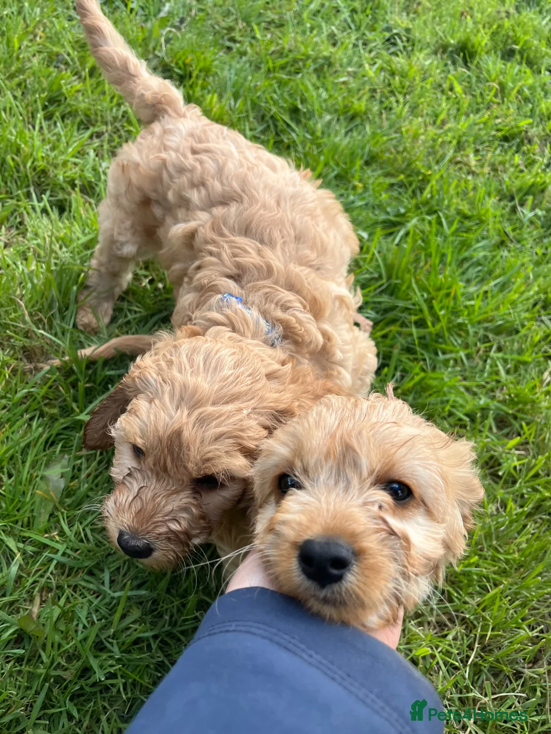 Cavapoo dogs for sale: Cavapoo puppy’s for sale  - Advert 18