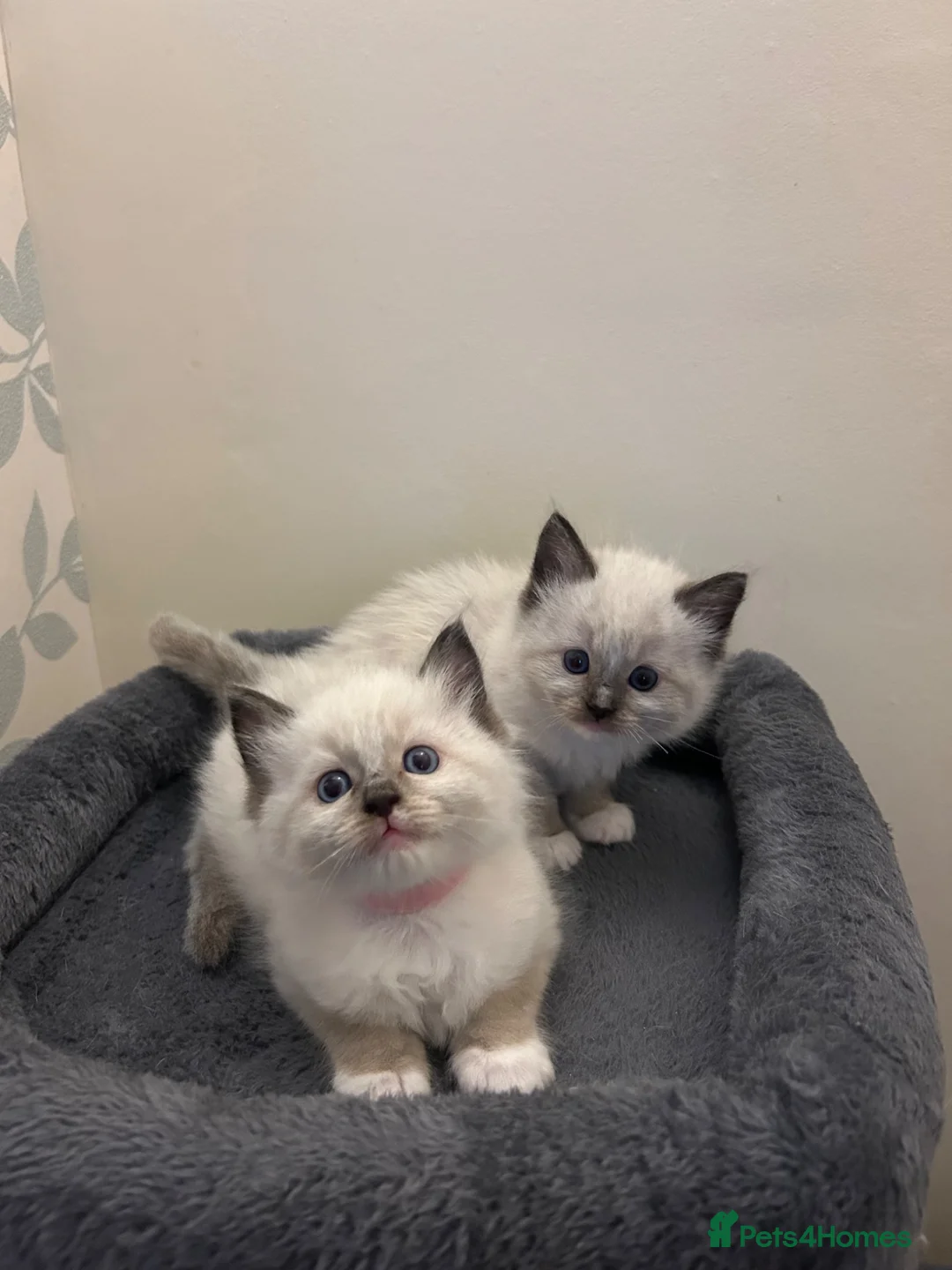 Ragdoll cats for sale: 🐾 Pure Ragdoll Kittens 🐾 in Exeter - Advert 1