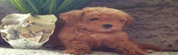 Mixed Breed dogs for sale: 🧸 multipoo puppys 🧸 - Advert 2