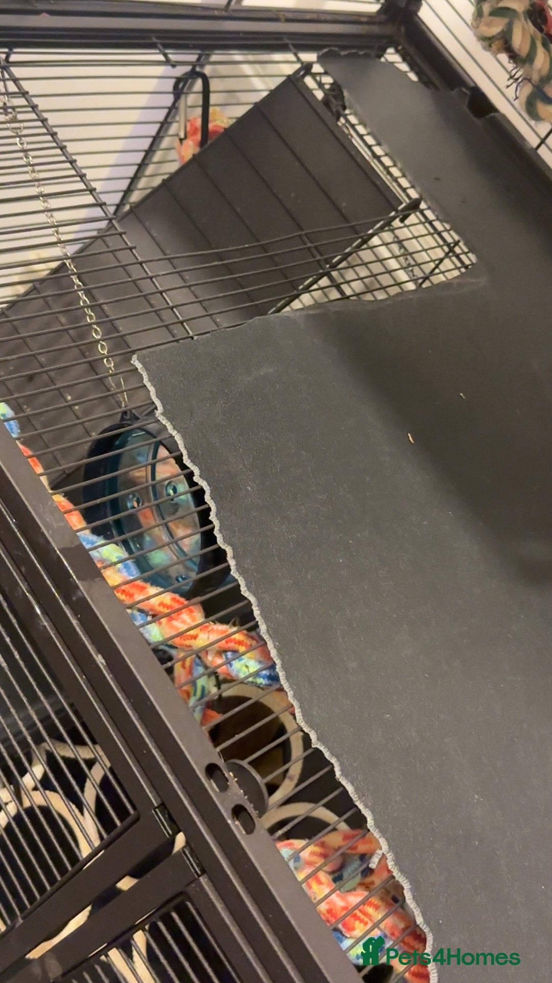 Rat rodents for sale: 2 female bold rats with cage and accessories  - Advert 4