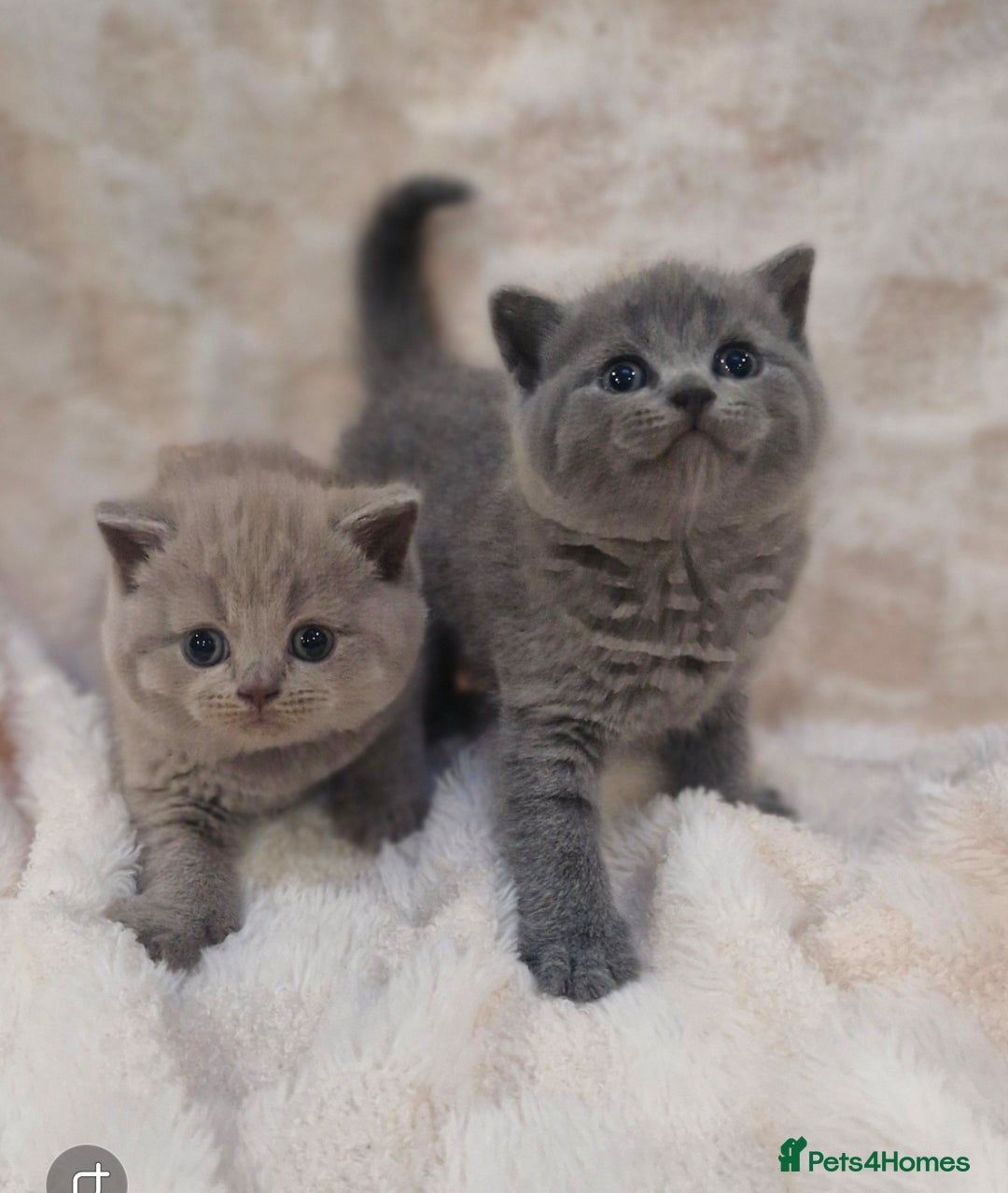 British Shorthair cats British shorthair blue and lilac - Advert 12