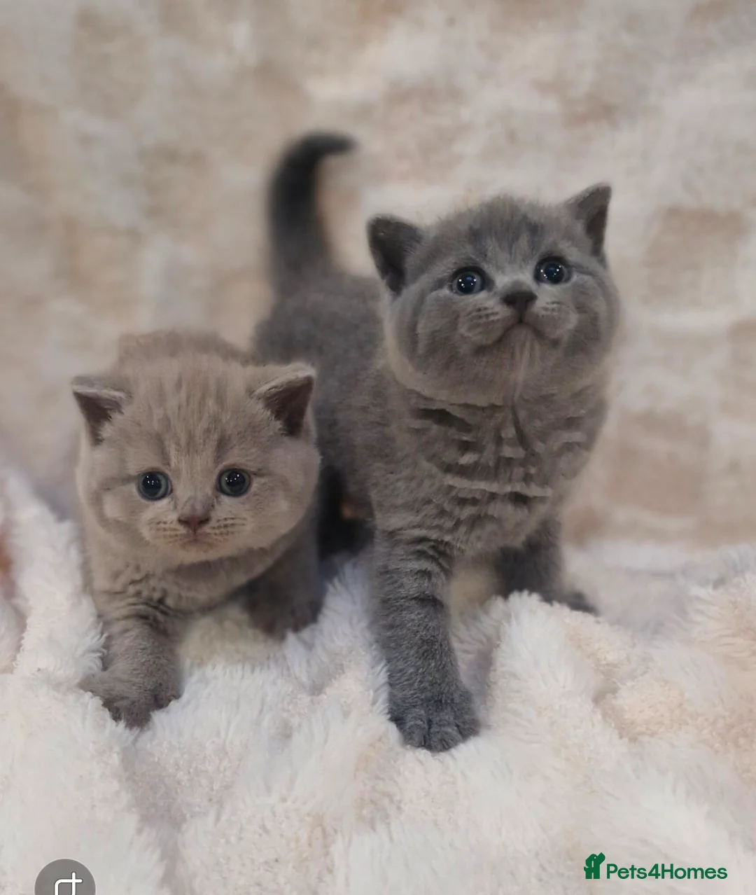 British Shorthair cats for sale: British shorthair blue and lilac - Advert 1