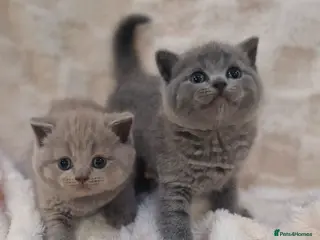 British Shorthair cats British shorthair blue and lilac - Advert 12