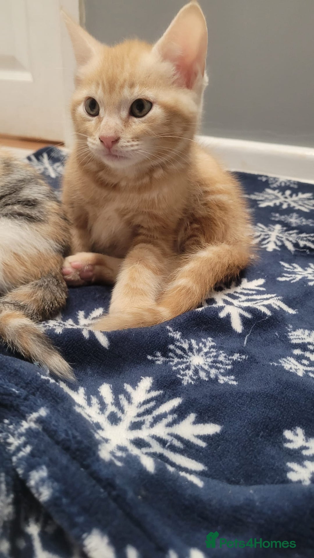 Mixed Breed cats for sale: Gorgeous mixed breed kittens for sale  - Image 8