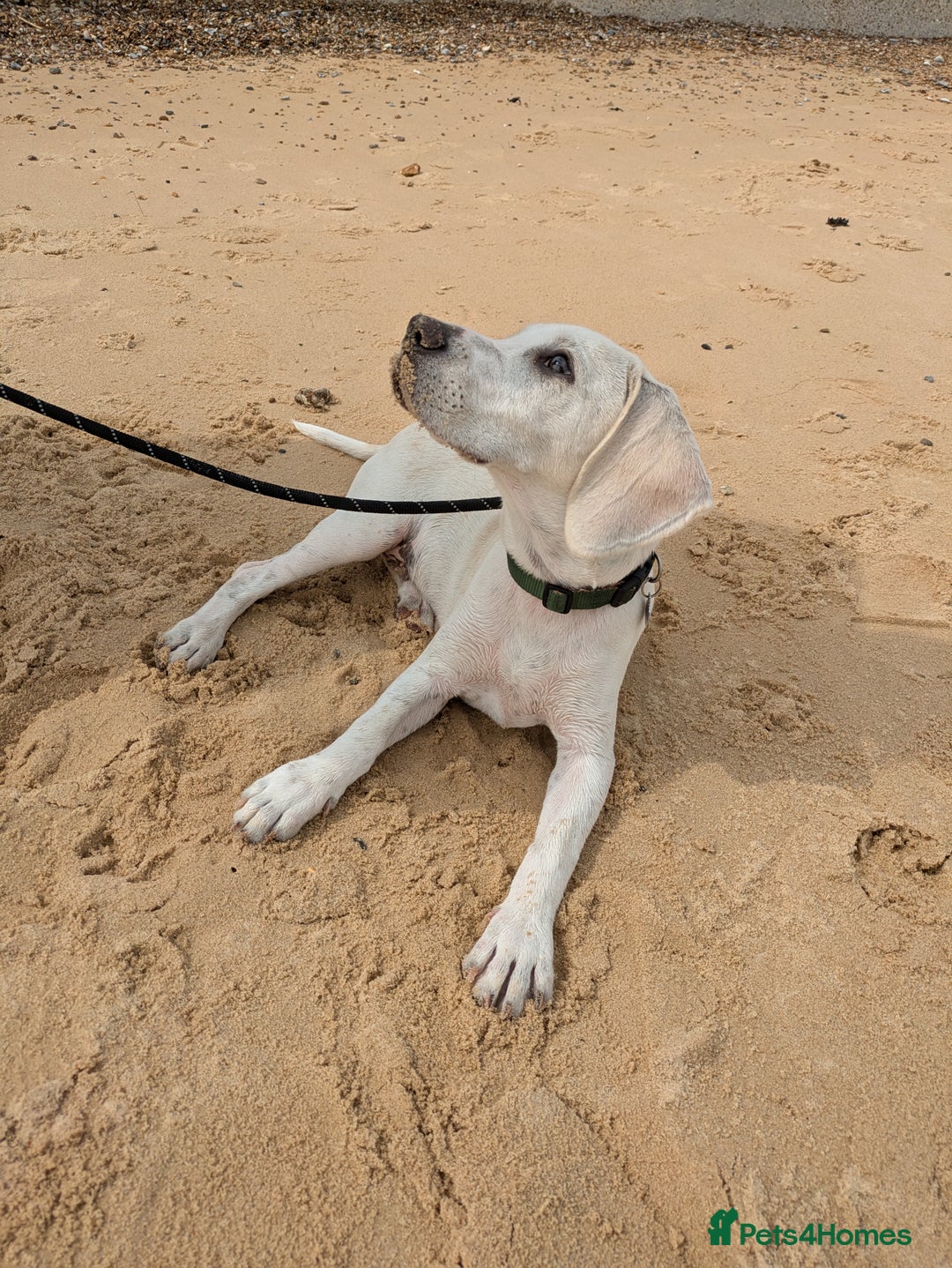 Beagle dogs for sale: Lenny the Lemon Beagle  - Image 5
