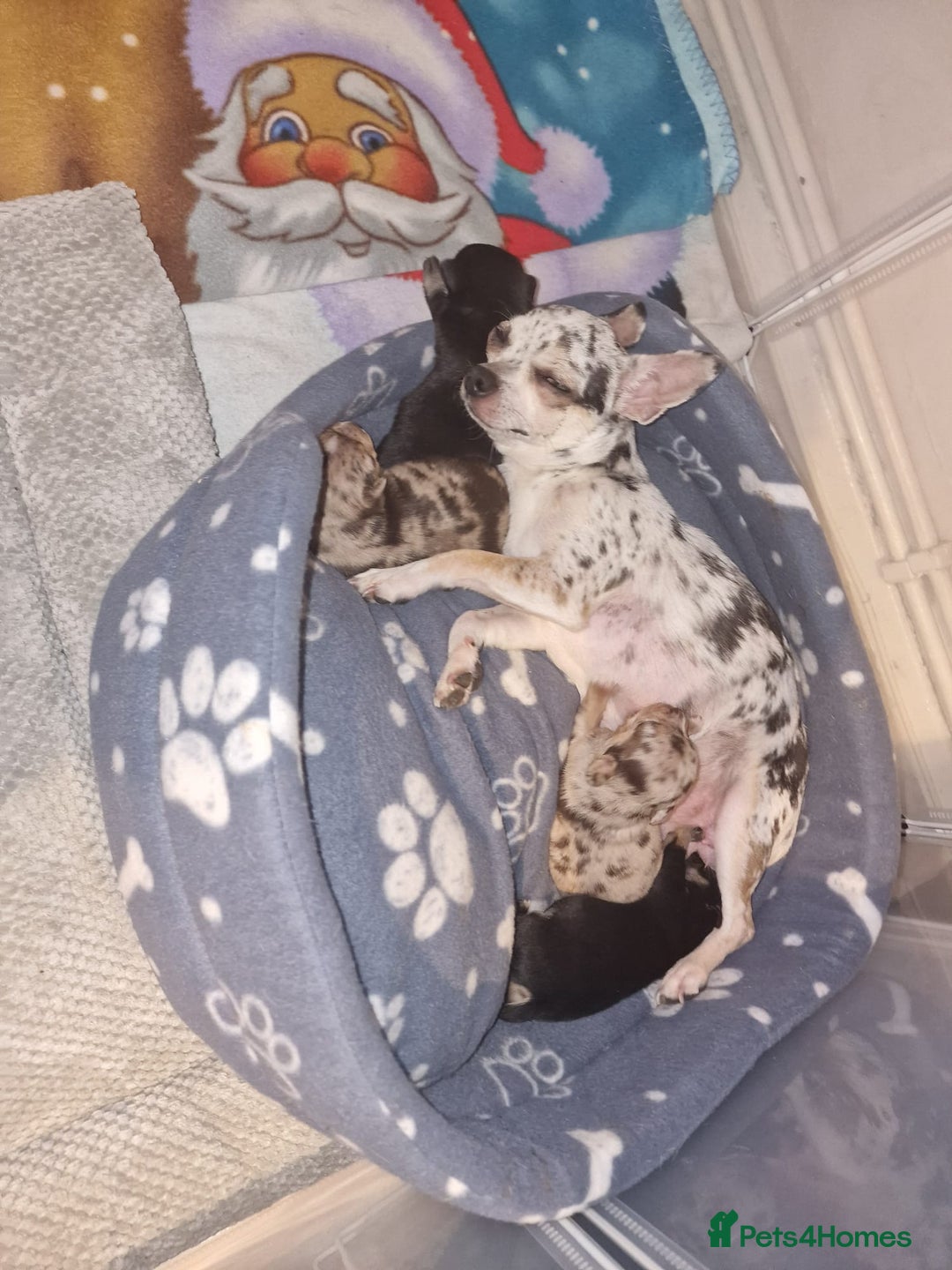 Chihuahua dogs for sale: Sweet Amy 🍬 - Image 6
