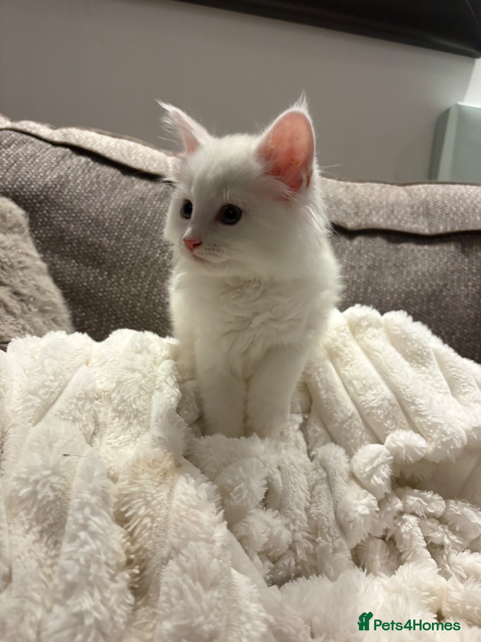 Maine Coon cats Maine coon kitten Female Snow White  - Advert 1