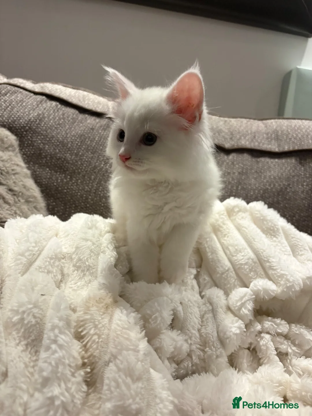 Maine Coon cats for sale: Maine coon kitten Female Snow White  - Advert 1