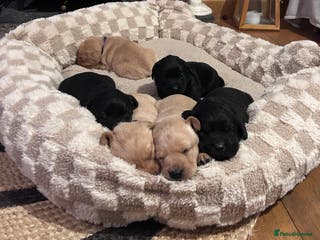 Labrador Retriever dogs Labrador Puppies - Advert 4