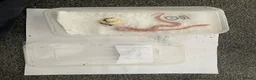 Corn Snake reptiles for sale: Corn Snakes - Advert 11