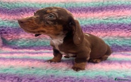 Miniature Dachshund dogs for sale: Miniature Dachshund Boys and Girls From £700 - Image 6