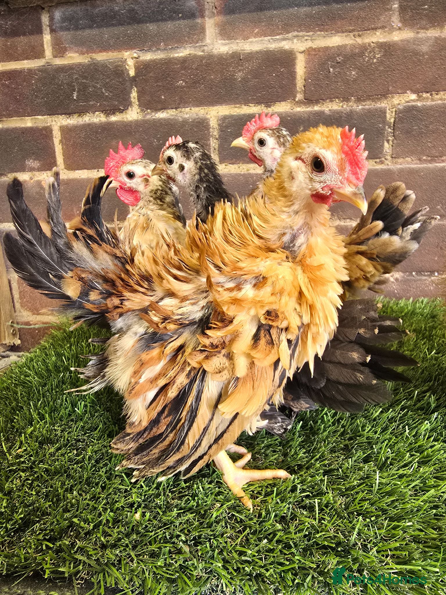 Chickens poultry Serama Cockerels  - Advert 10