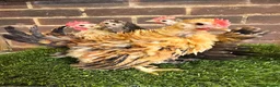 Chickens poultry for sale: Serama Cockerels  - Advert 3