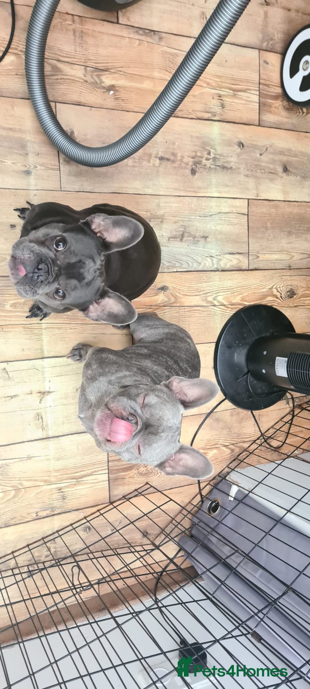 French Bulldog dogs for adoption: ❤️🐶 TILLY & 💙🐶 MARLEY – Two Loving Companions - Advert 23
