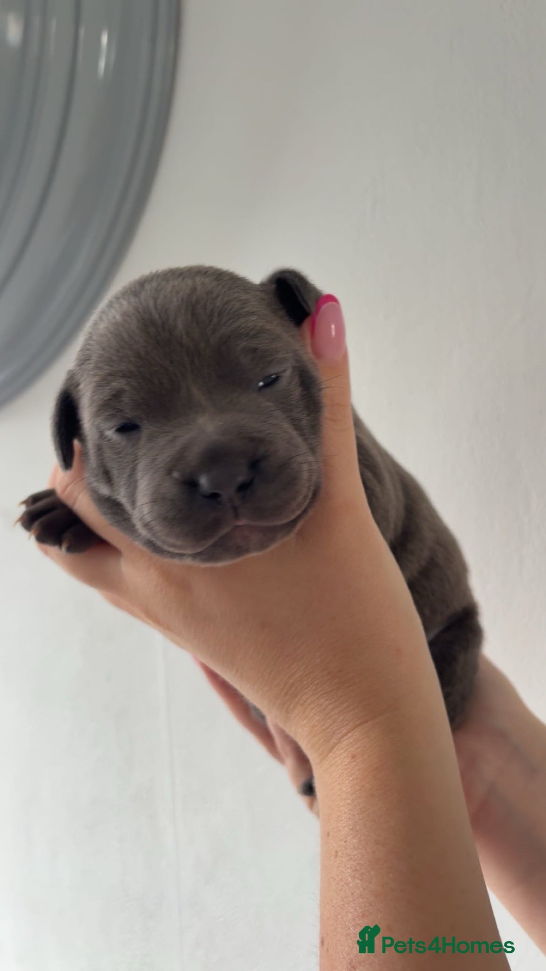 Staffordshire Bull Terrier dogs Staffordshire bull terrier pups - Advert 5