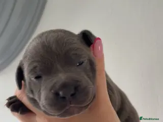 Staffordshire Bull Terrier dogs Staffordshire bull terrier pups - Advert 4