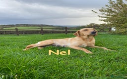 Labrador Retriever dogs for sale: Beautiful KC registered Red Fox Labrador puppies - Image 6