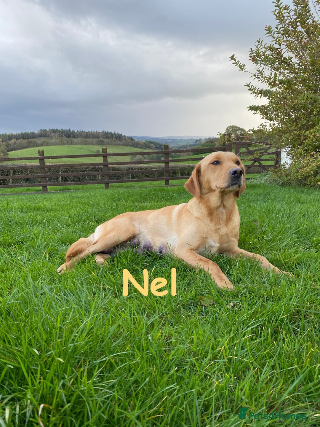 Labrador Retriever dogs for sale: Beautiful KC registered Red Fox Labrador puppies - Image 6