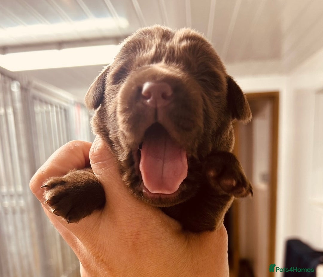 Cockerdor dogs for sale: Beautiful litter of cockerdors - Advert 6