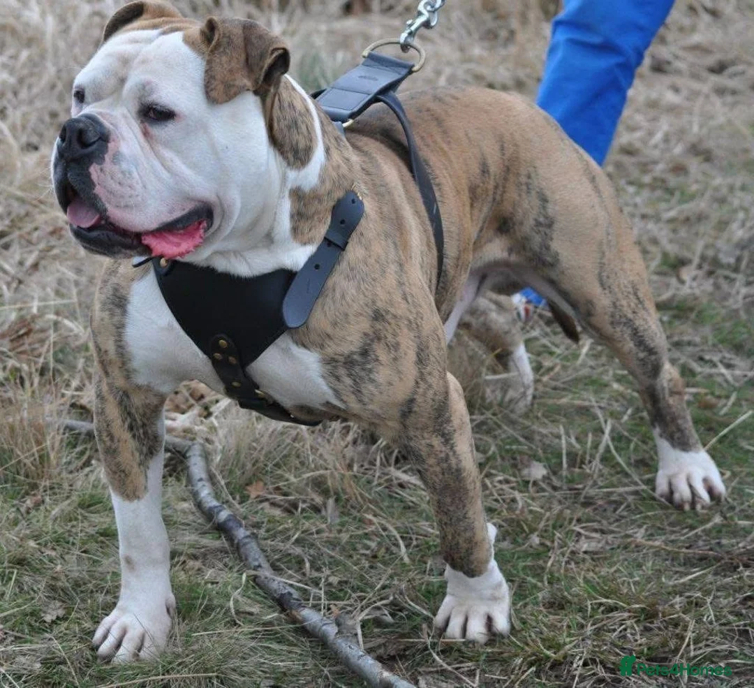 Alapaha Blue Blood Bulldog dogs for sale: SUPERB PICK OF LITTER PUP 5***** - Advert 20