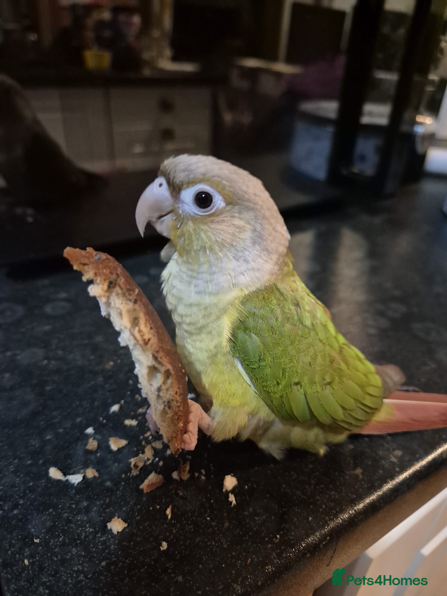 Conures birds Hand Reared Green Cheek Conure with Full Setup - Advert 13