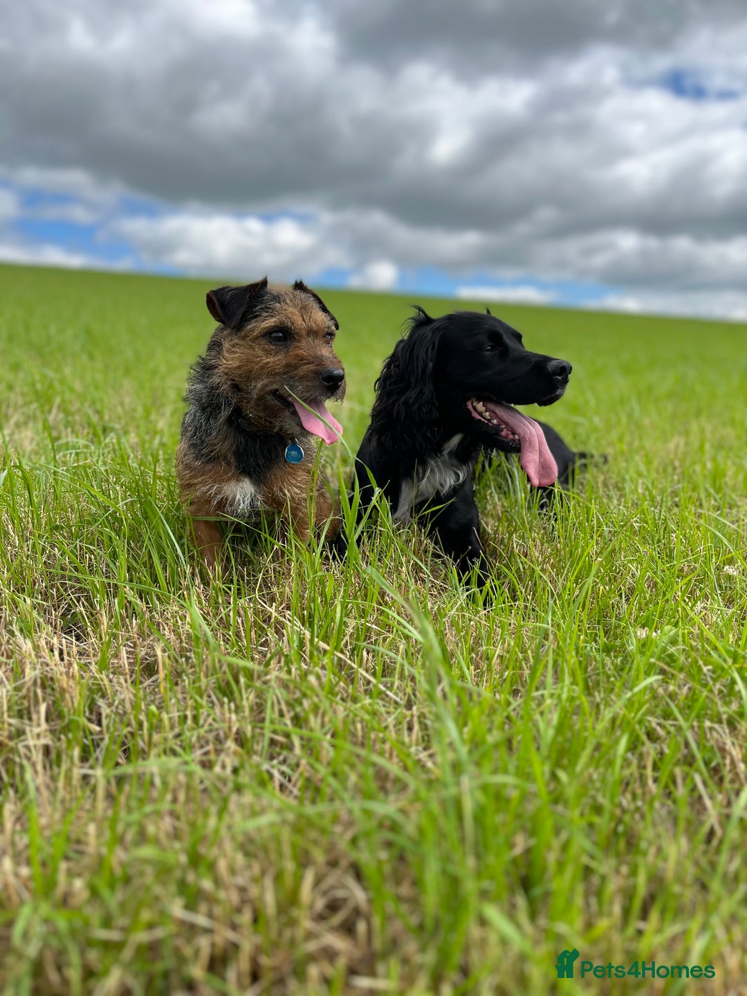 Cocker Spaniel dogs for stud: Working cocker spaniel for stud  in Southam - Advert 10