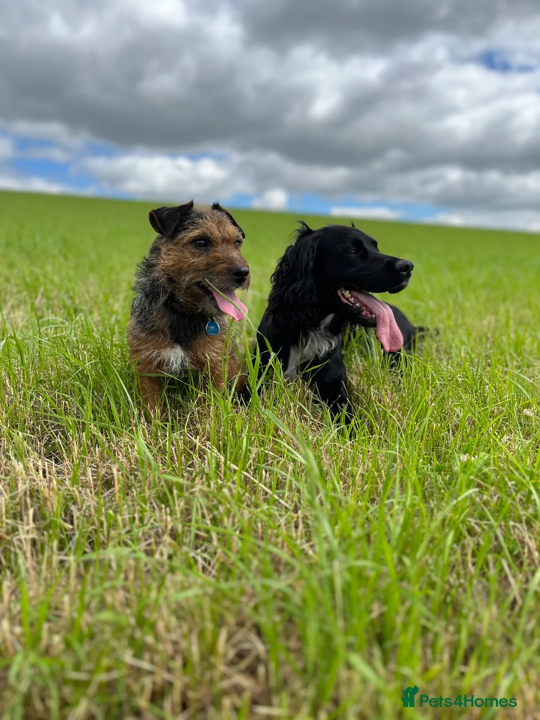 Cocker Spaniel dogs for stud: Working cocker spaniel for stud  in Southam - Advert 10