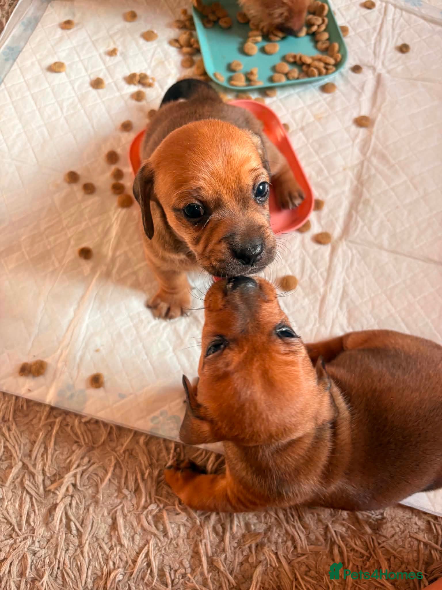 Jackshund dogs Jackshunds puppies  - Advert 1