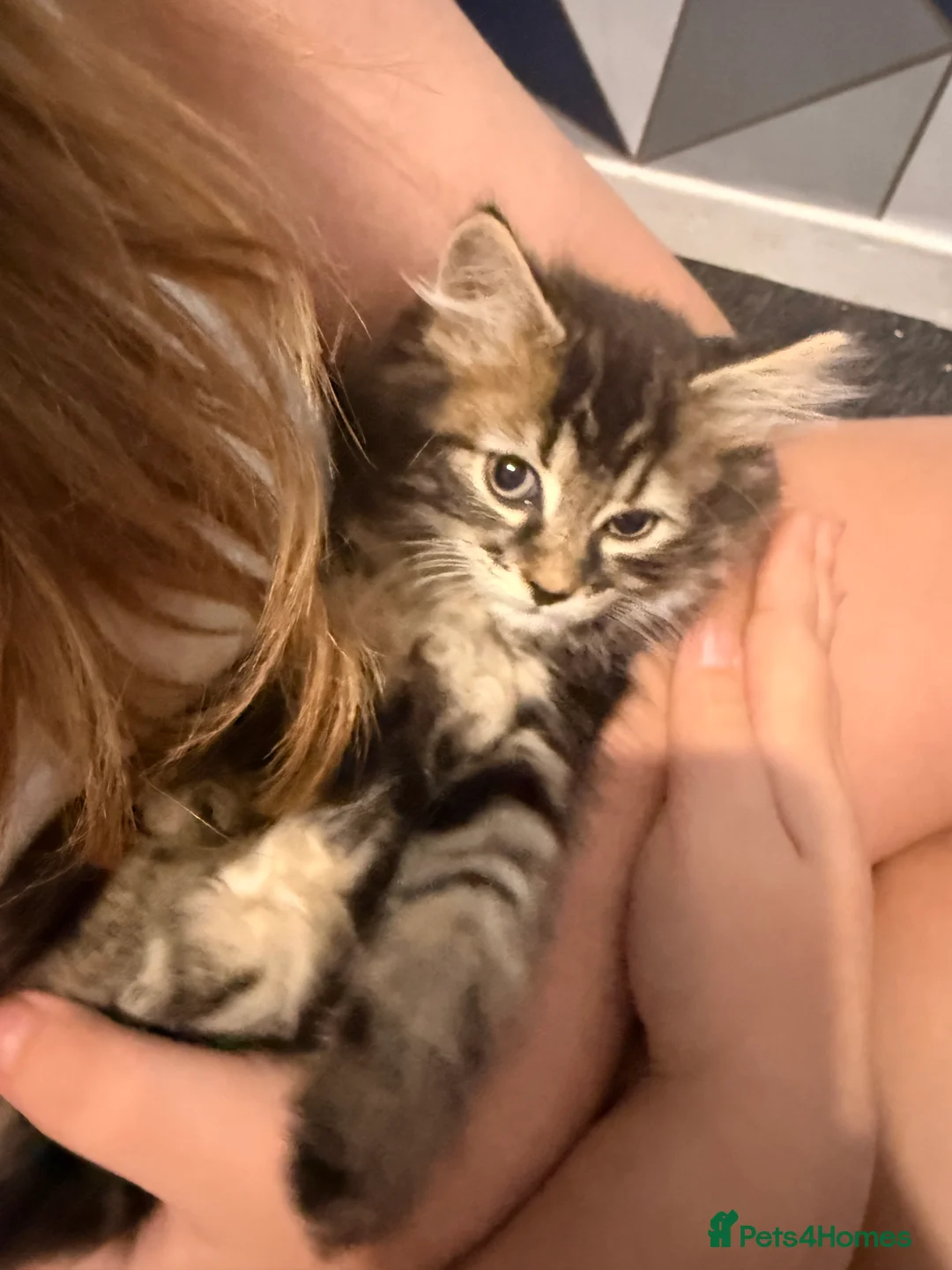 Maine Coon cats for sale: Half Maincoon  - Advert 2