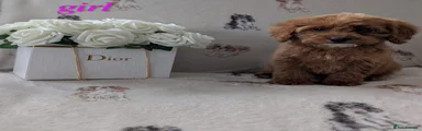 Cockapoo Puppy 5