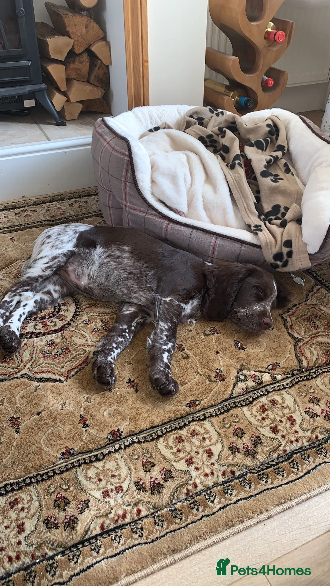 Cocker Spaniel dogs for stud: Stud dog  in Wednesbury - Advert 1
