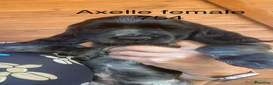 Cocker Spaniel 1
