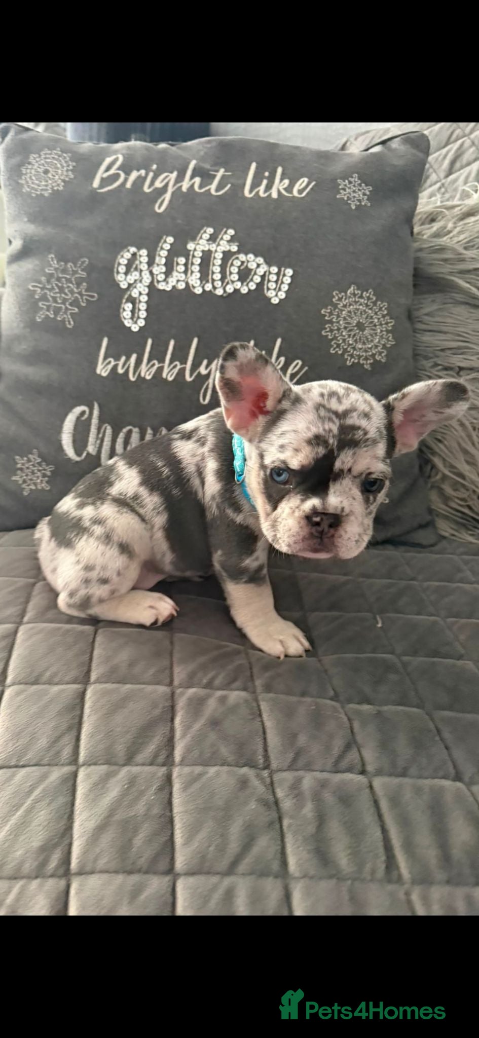 French Bulldog dogs  Beautiful French Bulldog Puppies from £1700 - Advert 2