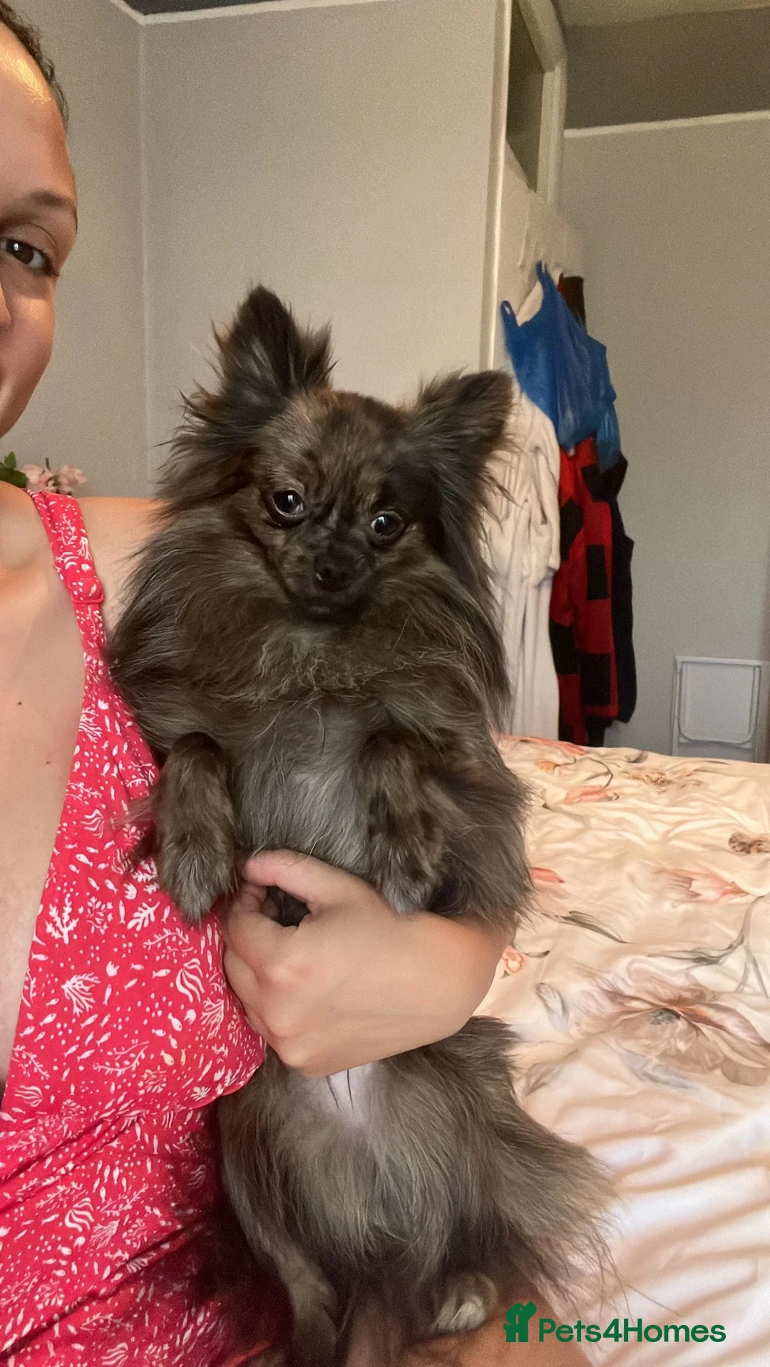 Pomeranian dogs for sale: OSCAR young Pom Male for sale  - Advert 2