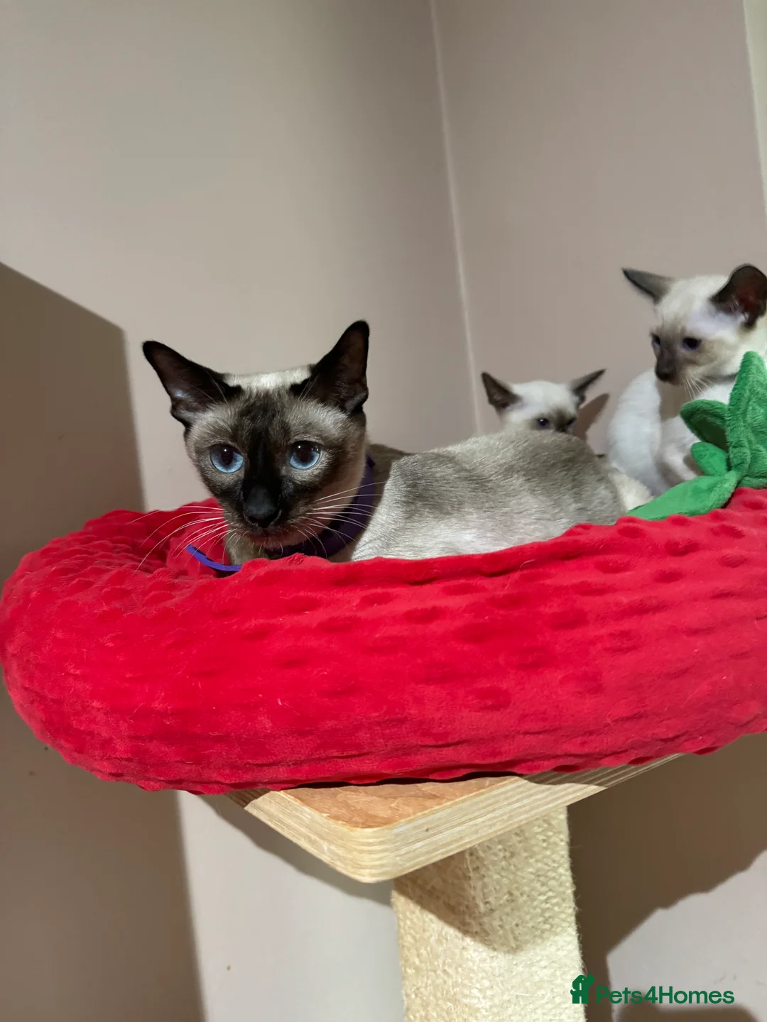 Siamese cats for sale: 2 affectionate female kittens available  - Advert 2