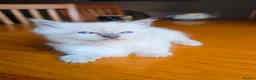 Ragdoll cats for sale: Beautiful Ragdoll Kittens Ready From 11th August - Advert 23