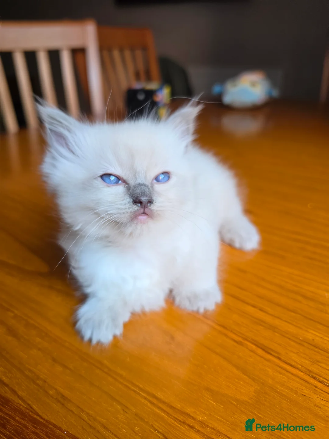 Ragdoll cats for sale: Beautiful Ragdoll Kittens Ready From 11th August - Advert 23
