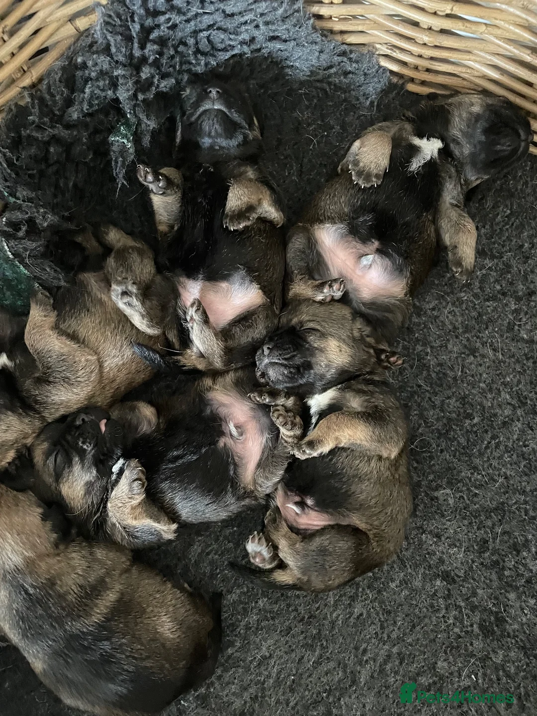 Border Terrier dogs for sale: 5 STAR Border terrier PUPS🌟 KC REG /SLEM CLEAR - Advert 3