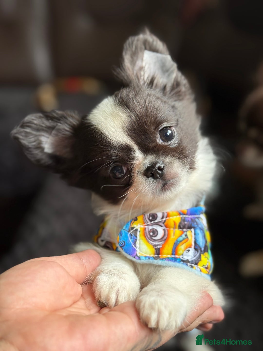 Chihuahua dogs for sale: Outstanding long haired Chihuahua puppy!! - Image 2
