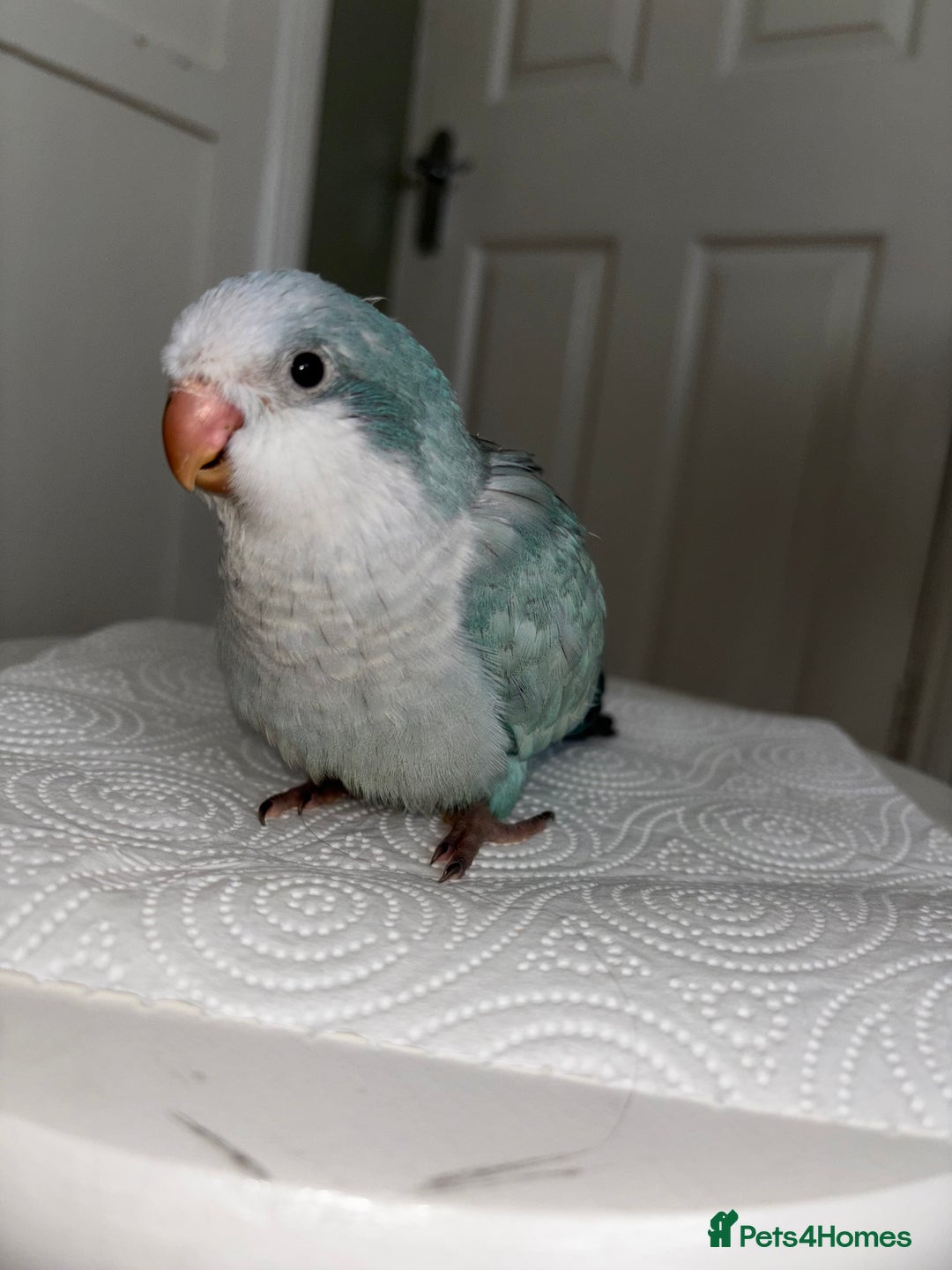 Parrots birds for sale: Silly tame Quakers looking for their forever home  - Image 5