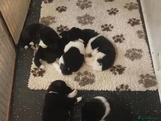 Akita dogs American Akita PUPPIES - Advert 1