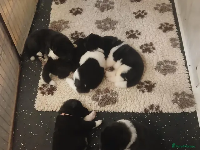 Akita dogs American Akita PUPPIES - Advert 1