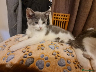 Mixed Breed cats Stunning kittens looking 4 new home - Advert 2