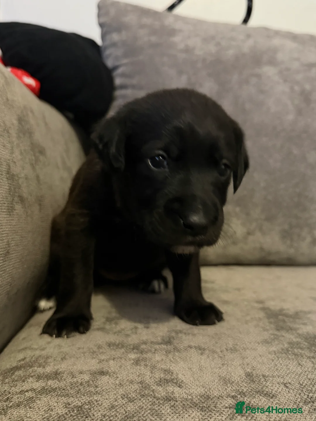 Borador dogs for sale: Borador Puppies - Advert 5