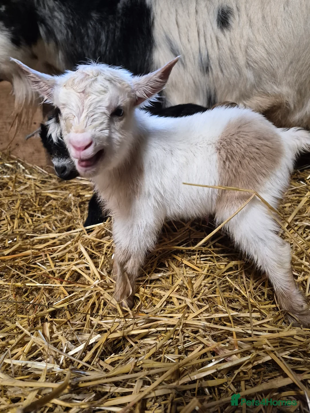 Goats livestock for sale: Stunning pygmy goat kids - Advert 14