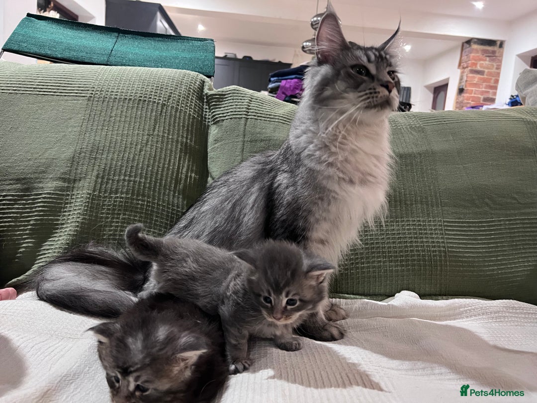 Maine Coon cats for sale: GCCF registered Maine coon kittens - Advert 4