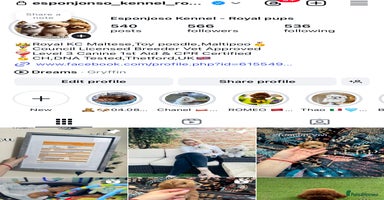 Toy Poodle dogs in Thetford - Advert 10