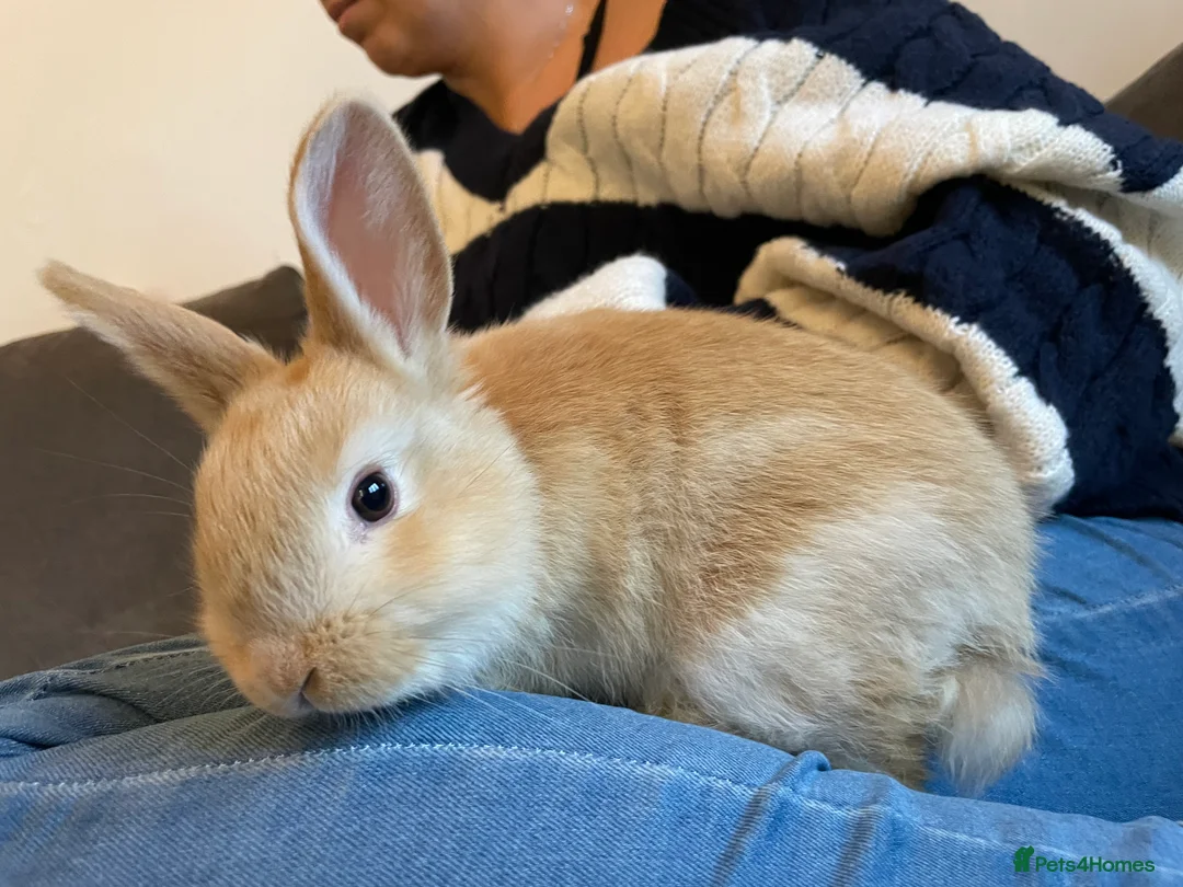 Mixed Breed rabbits for sale: 3 mixed breed rabbits available - Advert 5