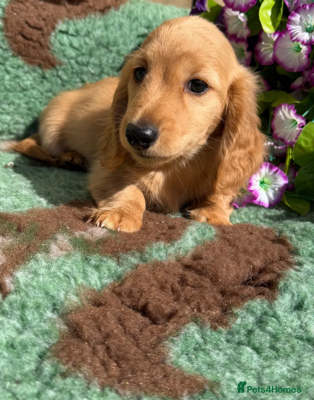 Miniature Dachshund dogs for sale: 🧡💛Stunning Longhaired Dachshund Puppies💛🧡 - Advert 1